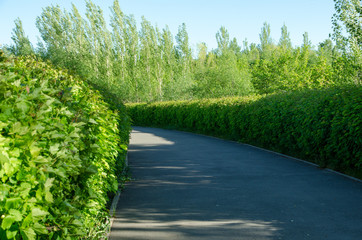 beautiful bushes blossomed in May, beautiful twigs, a bush of blossoming lilacs in the park