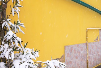 Yellow wall background with snowy plant (Pesaro, Italy)