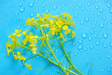 a branch of a field flower on a blue background of a drop of water.