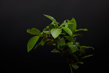 close up view of plant with green leaves on black wall backdrop