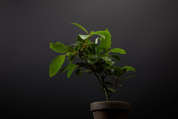 close up view of plant with green leaves in flowerpot on black wall background