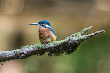 Eisvogel