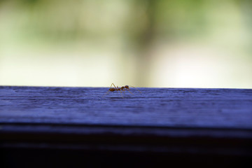 macro photo of a red ant that runs along a wooden board,  Nha Trang, Vietnam   