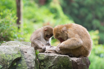 Japanese monkey in Jigokudani Monkey Park in Nagano Prefecture, Japan