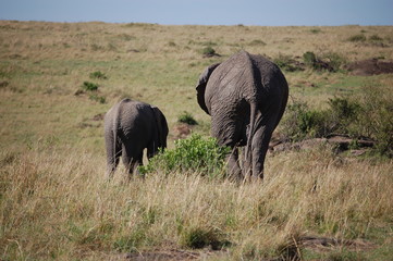 Kenya