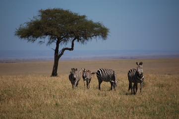 Fototapeta na wymiar Kenya