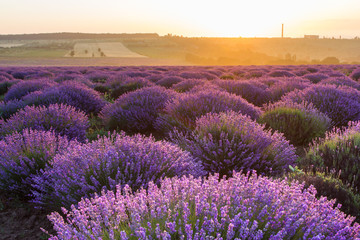 Fototapeta na wymiar lavender field in sunrise
