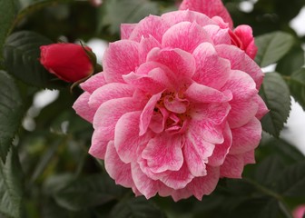 Rosa