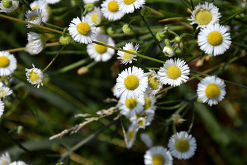 Obraz premium daisy scrub