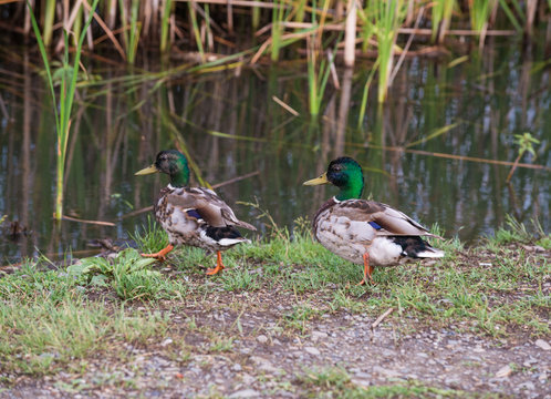 Wild mallard ducks near the river in the thickets of bulrush