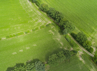 Drohnenflug und Luftaufnahme über einem Maisfeld