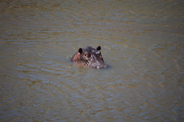 Fototapeta premium Kenya