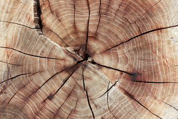 Wood texture year-old rings background 