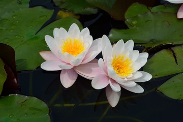 睡蓮（Water lily）の花咲く