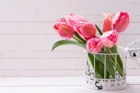 Pink tulip flowers  in cage on  white wooden  background. Floral still life.