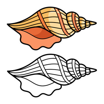 Cartoon sea shell isolated on white
