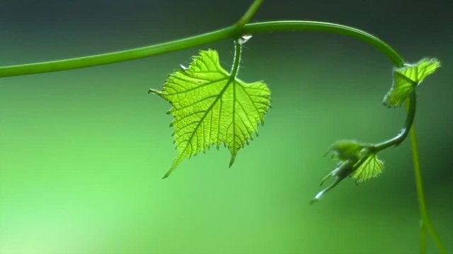 Vine leaf details. Grape vine closeup backdrop. Wine production concept. Winery. Slow motion. 4K UHD video 3840X2160