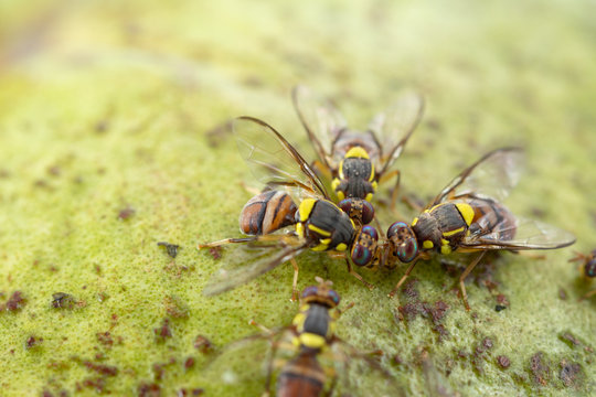 The spawn of the fruit fly.