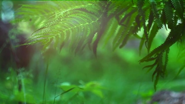 Fern growing in summer garden. Beautiful  green fern leaves over blurred nature background outdoors. Gardening, landscaping design concept. Slow motion 4K UHD video 3840X2160
