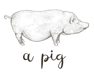 Hand drawn vector illustration of Vietnamese Pot-bellied