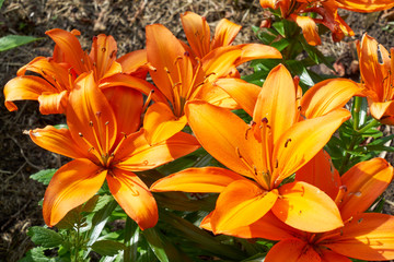 Lilie mit orange Blüte