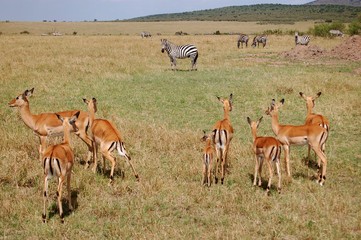 Fototapeta premium Kenya