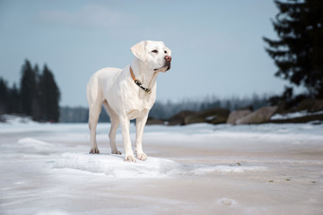 beautiful majestic white labrador retriever dog standing in nature with snow and sunshine