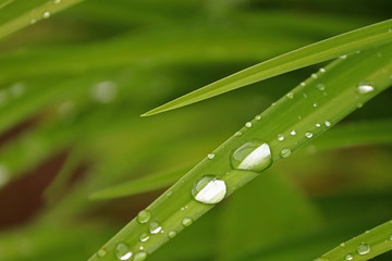 Naklejka premium Beautiful grass with big and small drops