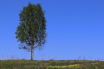 Obraz premium Lonely tree and blue sky