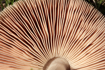 part of a brown round mushroom 