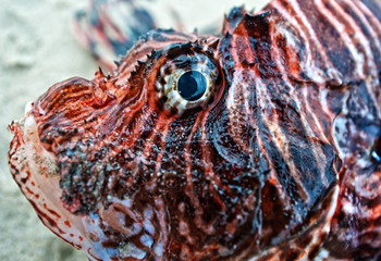 Detail of a lion fish