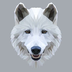 Wolf low poly design. Triangle vector illustration. - 210015452