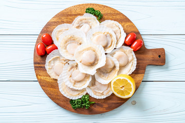 fresh shell scallop