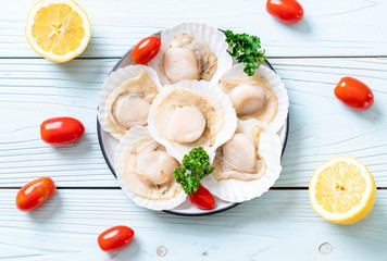 fresh shell scallop