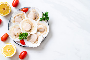 fresh shell scallop
