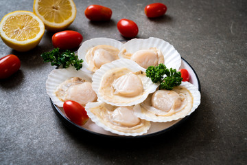 fresh shell scallop