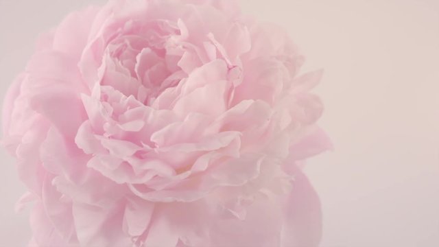 Beautiful pink peony petals background. Blooming peony flower rotation closeup. Beauty spring romantic flower rotated on grey background. 4K UHD video 3840X2160