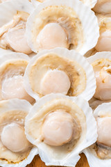fresh shell scallop