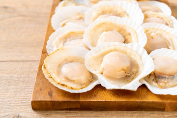 fresh shell scallop