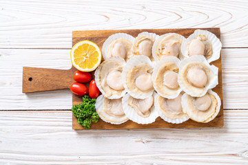 fresh shell scallop