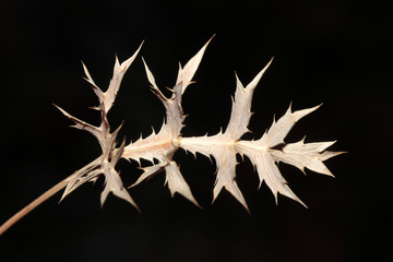 dry thorn on black background 