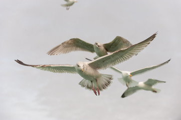Herring gulls flighing