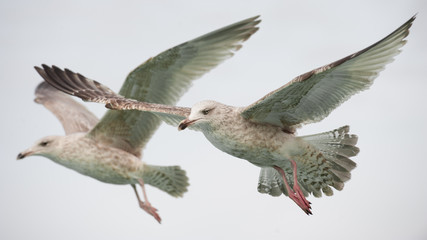 Herring gulls flighing