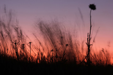 thorns and plants at sunset