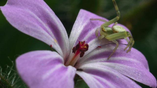 Spider-crab hunts a small fly on a pink flower. Macro footage.