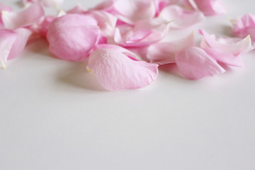 Pink rose petals scattered on a white table. There is a place for your text or photo.