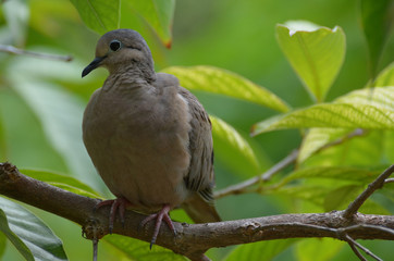 Large Eared Dove on a Tree Branch