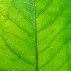 Fototapeta na wymiar Green leaf burdock close-up. natural background.
