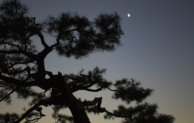 Japanese Moon Garden 