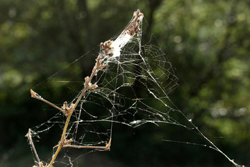 abstract spider web background 